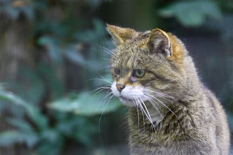 World's rarest cat species given new hope as two tiny wildcat kittens ...