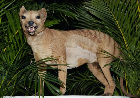 18 Facts About Tasmanian Tiger - Facts.net