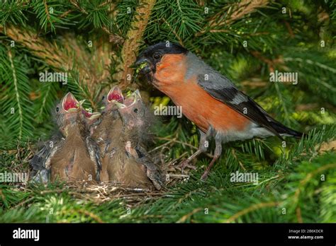 bullfinch, Eurasian bullfinch, northern bullfinch (Pyrrhula pyrrhula), male feeds begging young ...