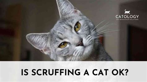 Is Scruffing a Cat OK? | Catology