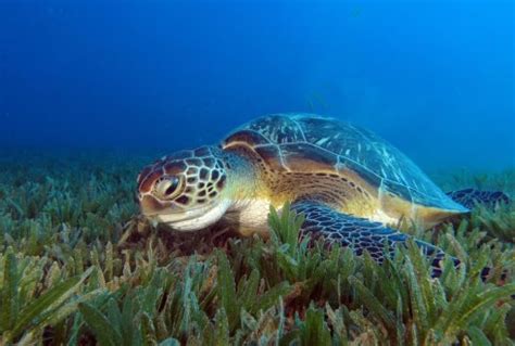 Do Hawksbill Sea Turtles Eat Seagrass