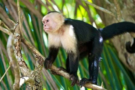 Capuchin monkey | monkey genus | Britannica.com