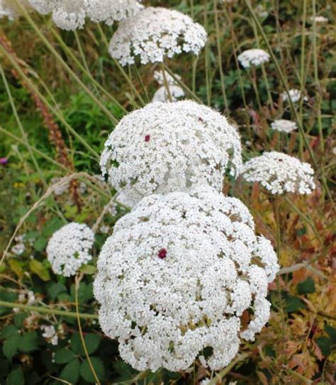 Daucus carota, Wild Carrot: identification, distribution, habitat