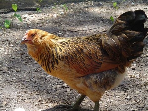 5 Chicken Breeds That Lay Green Eggs - Animal Hype