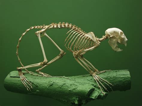 Aye-Aye Skeleton (AMNH/NYC) | Ched | Flickr