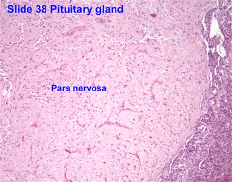 Endocrine