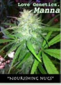 Manna (Love Genetics) :: Cannabis Strain Info