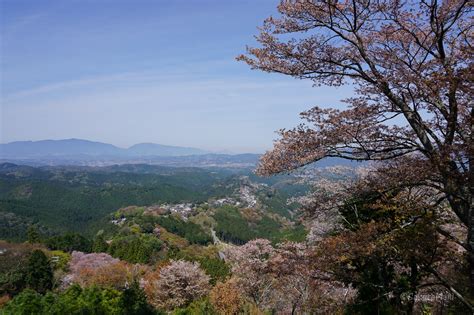 Five cherry blossom viewing destinations in Nara - SakuraMani