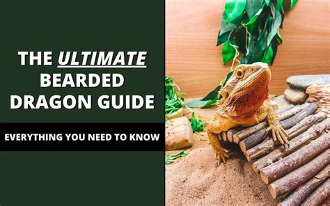 Bearded Dragon Care Guide (ULTIMATE Guide!) - Reptile Maniac