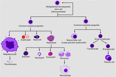 Adult Stem Cells Continue to Effectively Treat Illnesses – Proslogion