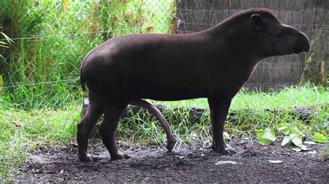 BRAZILIAN TAPIR with five legs at Melbourne zoo - Australia - YouTube