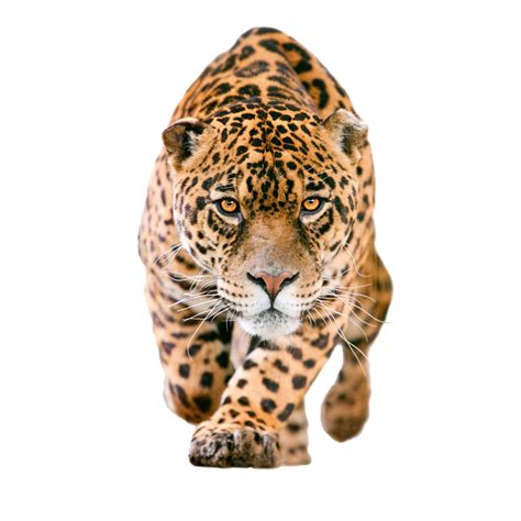 Jaguar clipart cool, Picture #1428810 jaguar clipart cool