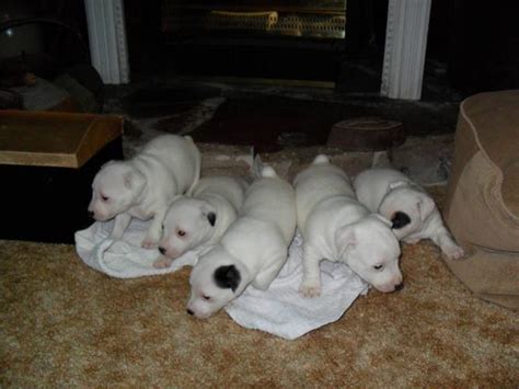 jack russell puppies for sale in Collingwood, Ontario - Nice Pets Online