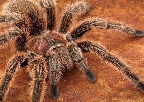 Chilean Rose Hair Tarantula | Alexandria Zoo