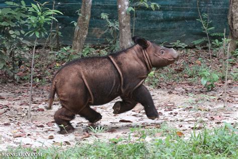 Footprints in the forest: The future of the Sumatran rhino