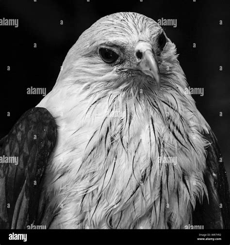 Close-up Of Bald Eagle Stock Photo - Alamy