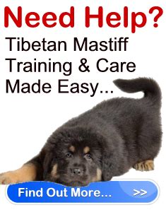 Tibetan Mastiff Training Tips | Tibetan mastiff, Mastiffs, British mastiff