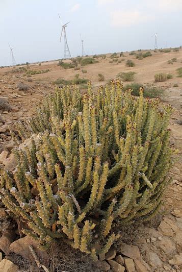 The Plants of the Thar Desert | Sahapedia