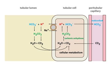 How Bicarbonate Buffer System Works