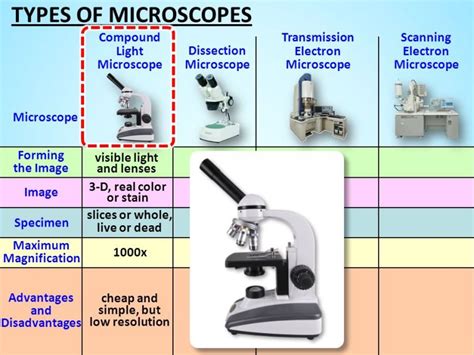 what is the highest magnification of a light microscope | Decoratingspecial.com