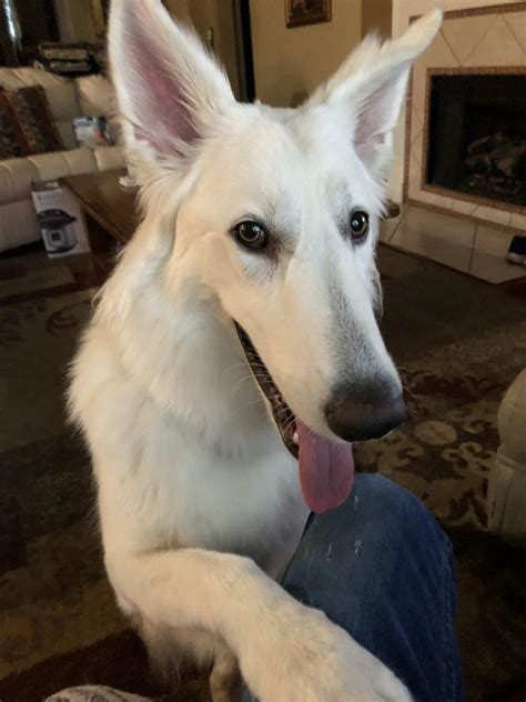 My white long hair German Shepherd : r/rarepuppers