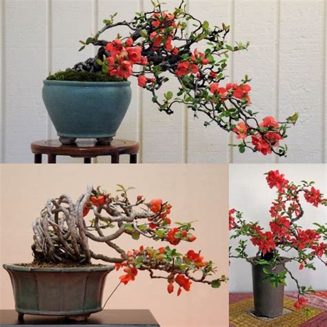 hoa-mai-do-bonsai - Khuvuonxanh.net