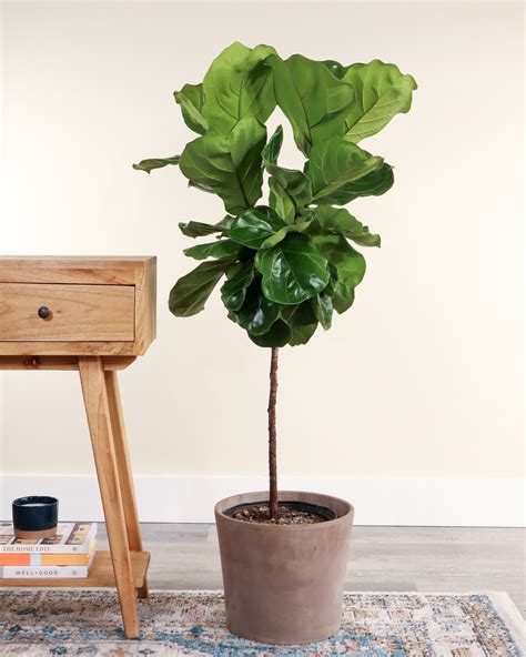 Buy Fiddle Leaf Fig, Ficus Lyrata Plant For Indoors/Outdoors