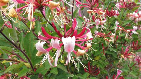 How to grow honeysuckle: when, where and varieties to plant | Homes ...