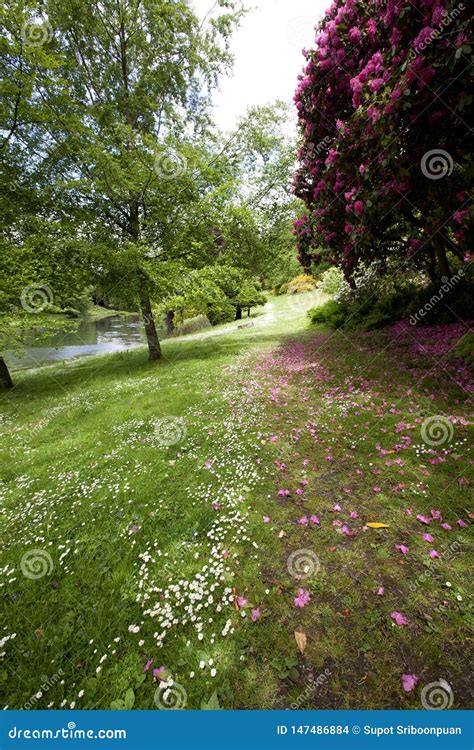 English Garden In Spring Season Stock Photo - Image of pathway, nature: 147486884