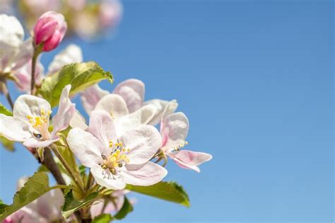 Premium Photo | Apple tree flowers closeup against the blue sky copyspace background with flowers