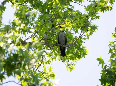 Mississippi Kite Range, Habitat + Distribution | Birdfact