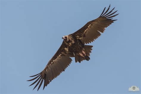 A Cinereous vulture flying over the deserts of Sindh, Pakistan : birdsofprey