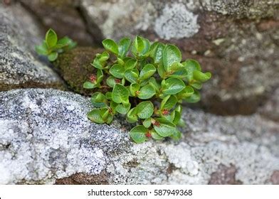 Dwarf Willow Salix Herbacea Stock Photo 587949368 | Shutterstock