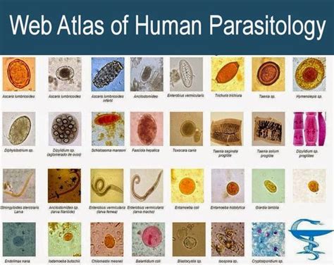 Web Atlas of Human Parasitology | Laboratory science, Medical laboratory, Medical laboratory science