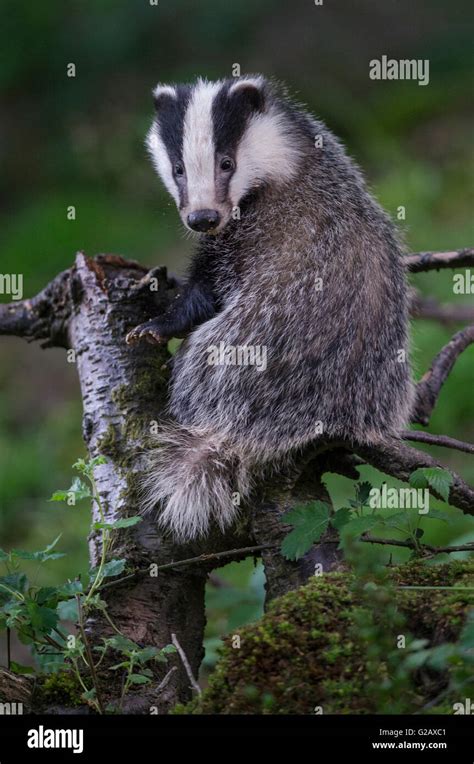 European badger meles meles sitting hi-res stock photography and images - Alamy