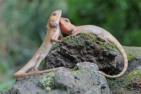 What Do Garden Lizards Eat?