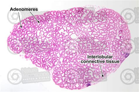 Rabbit. Mammary gland. 32X - Animals - Mammals - Integumentary system ...