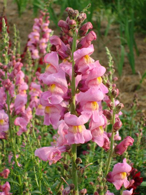 Snapdragon Flower Images Download