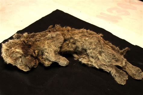 Lion mummy is 'best preserved Ice Age animal ever found'