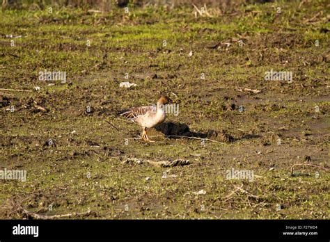 Bean Goose in natural habitat,Anser fabalis Stock Photo - Alamy