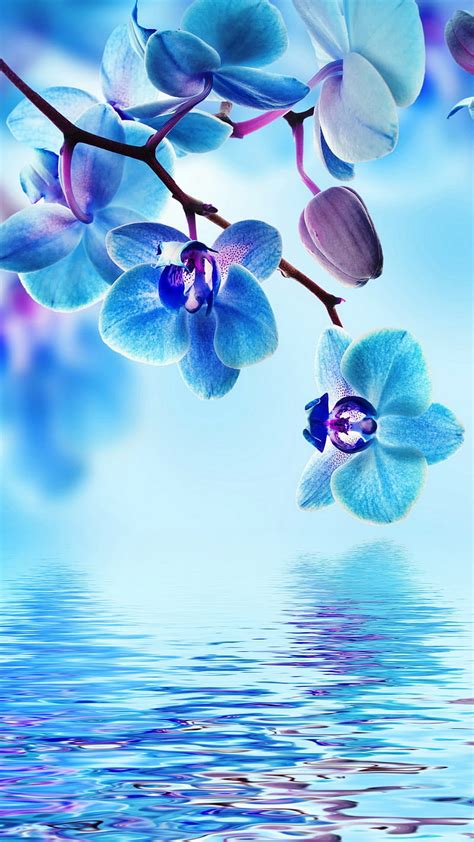 Blue Orchid, flowers, reflection, water, HD phone wallpaper | Peakpx