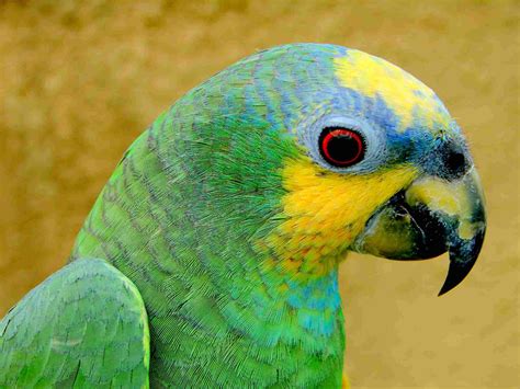 Orange-Winged Amazon Parrot — Full Profile, History, and Care