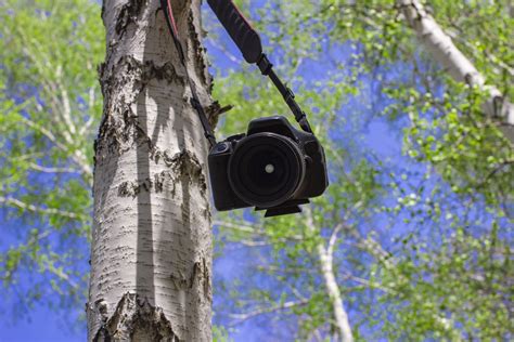 Best Bridge Camera for Birding of 2024 - Glenlivet Wildlife