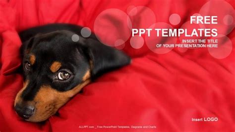 Free Cute Rottweiler Puppy Powerpoint Template - DesignHooks