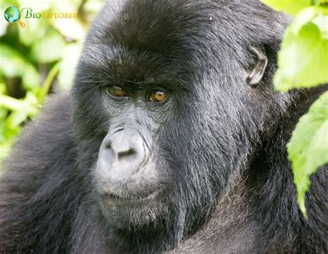 Eastern Gorilla Characteristics | Gorilla Beringei Diet & Facts