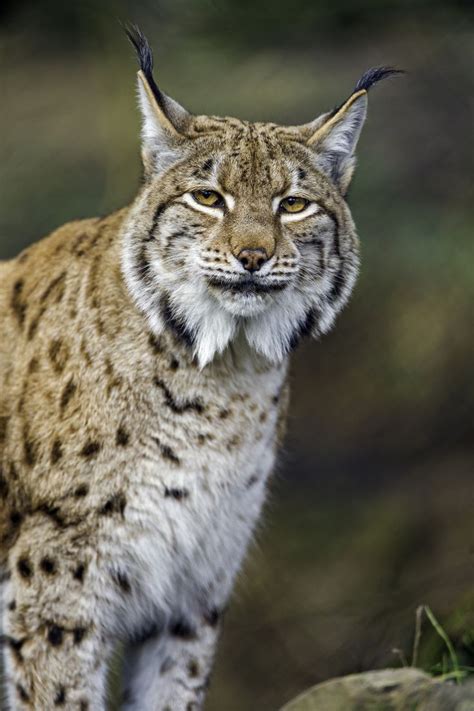 A very pretty lynx posing! | Wild cats, Feline, Lynx