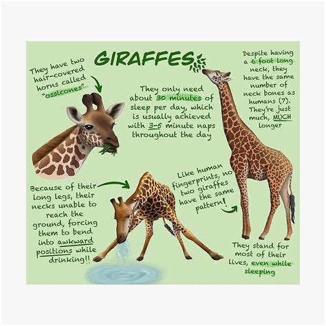 Facts About Giraffes | ubicaciondepersonas.cdmx.gob.mx