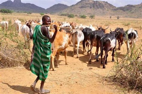 History of Fulani Herdsmen in Nigeria and today's crisis - Legit.ng