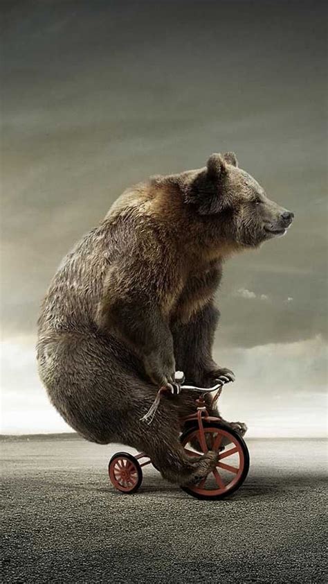 Upvote this bear riding a tricycle cuz not? - Imgur | Funny bears, Bear ...