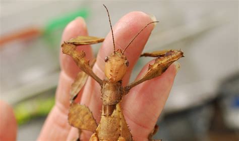 Giant Prickly Stick Insect l Shocking - Our Breathing Planet